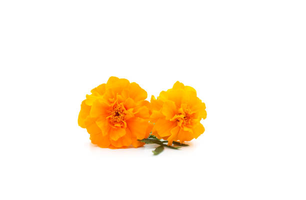 Read more about the article The Marigold: A Scented Memory That Shaped My Journey